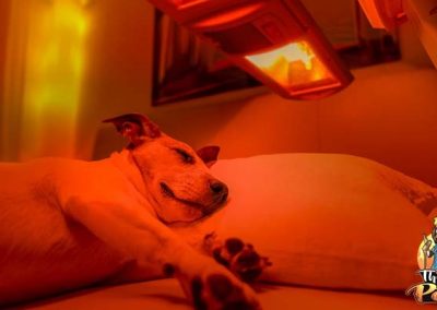 Infrared Treatment For Dogs.